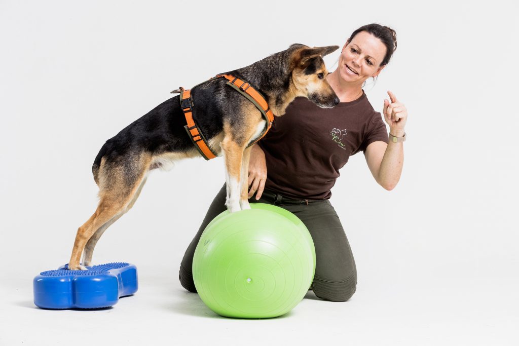 Tierphysiotherapie für Hunde in Trebur