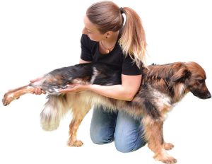 Tierphysiotherapie für Hunde in Friedberg